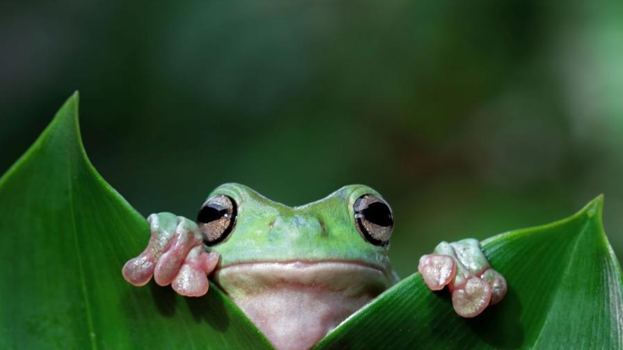 С размер на грахово зърно: Открита е най-малката жаба в света