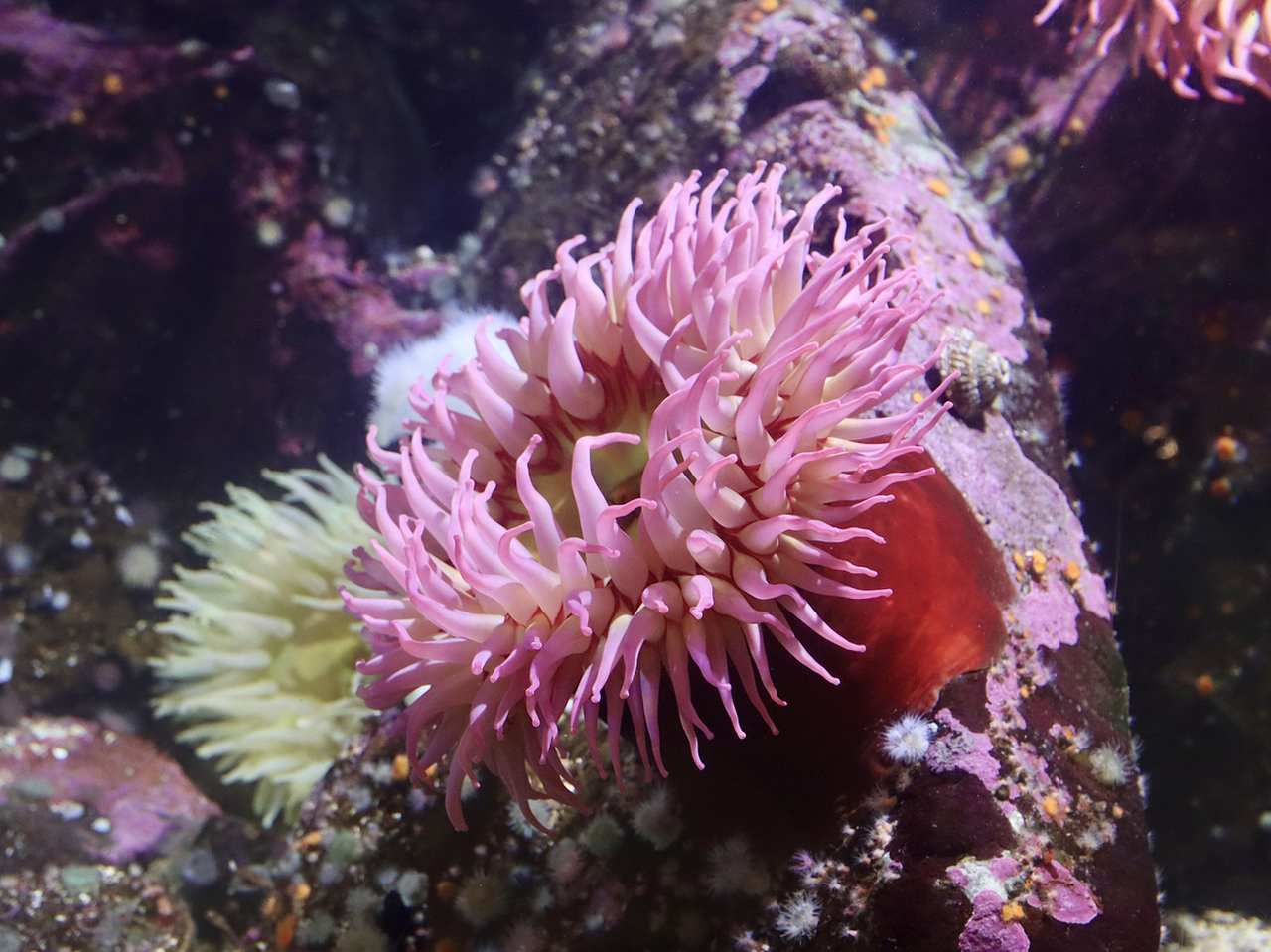 <p><strong>Морски анемонии</strong></p>

<p>Тези морски животни, принадлежащи към тип Cnidaria, нямат централизиран мозък.&nbsp;Те се закотвят към субстрати със специализирано краче, показвайки цветни люлеещи се пипала.</p>