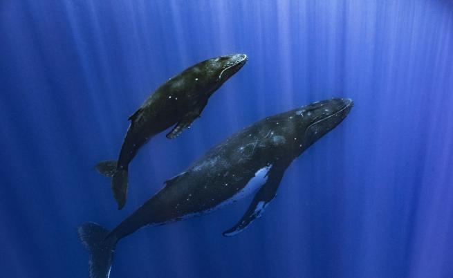 Тайната на китовете: Как пеят и огласят океана