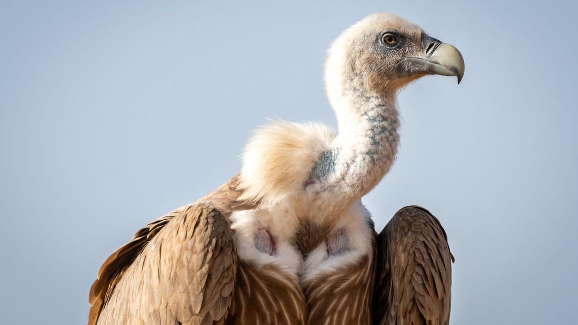 Като историческо събитие е определяно от природозащитници предстоящото пускане на