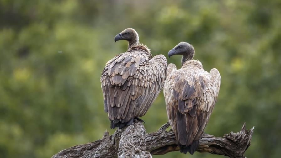 Седем защитени лешояди открити отровени в котленския Балкан