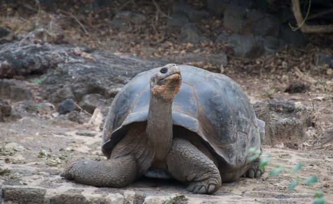 Гигантски костенурки възстановяват изгубена екосистема на далечен остров