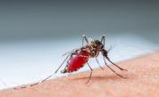 Предполага се, че повече от 1 милион души в Бразилия са заразени с денга