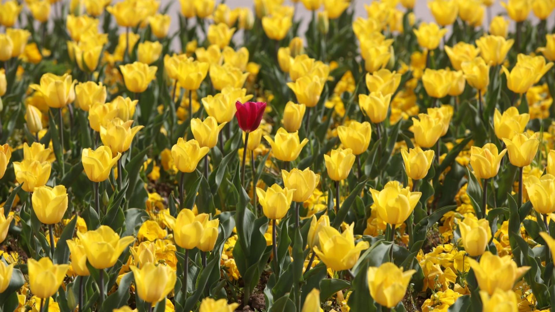 Астрономическата пролет настъпва днес в 11 01 часа българско време  Пролетта е
