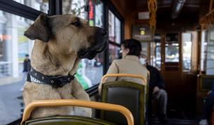 Удивителната история на Боджи: Кучето, което само обикаля света (СНИМКИ)