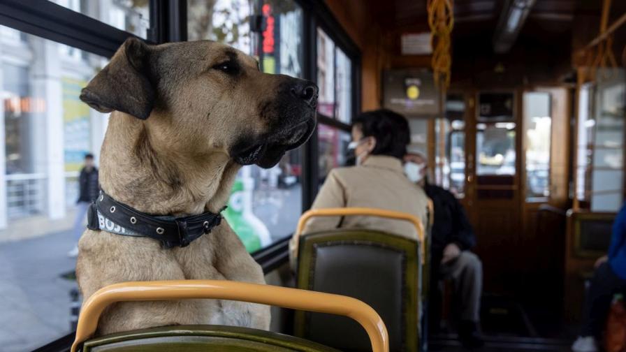 Удивителната история на Боджи: Кучето, което само обикаля света (СНИМКИ)
