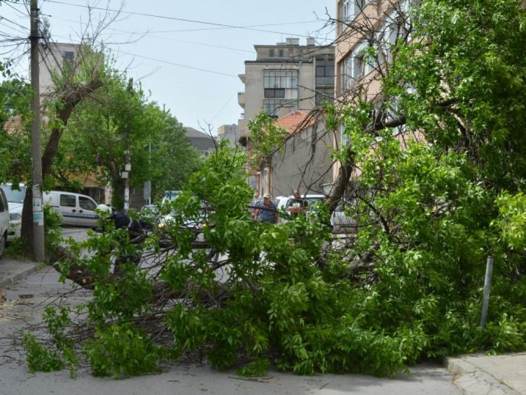 Силният вятър събори дърво върху къща в Хасково. Инцидентът е
