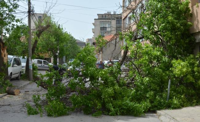 Силният вятър събори дърво върху къща в Хасково (СНИМКИ)