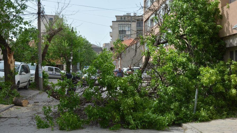 Силният вятър събори дърво върху къща в Хасково (СНИМКИ)