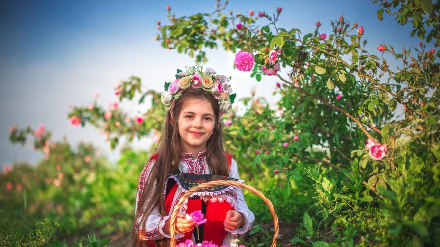 Розовото масло - гордостта на България по света