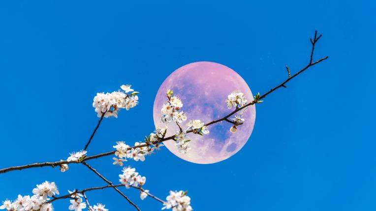 розова луна
