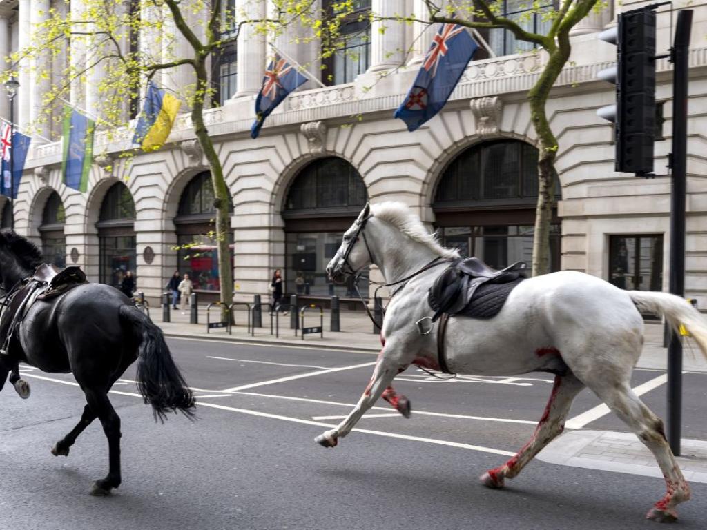 Окървавени коне всяха хаос по лондонските улици. Четирима души са
