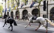 Покрити с кръв коне предизвикаха хаос в Лондон (СНИМКИ/ВИДЕО)