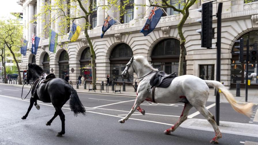 Покрити с кръв коне предизвикаха хаос в Лондон (СНИМКИ/ВИДЕО)