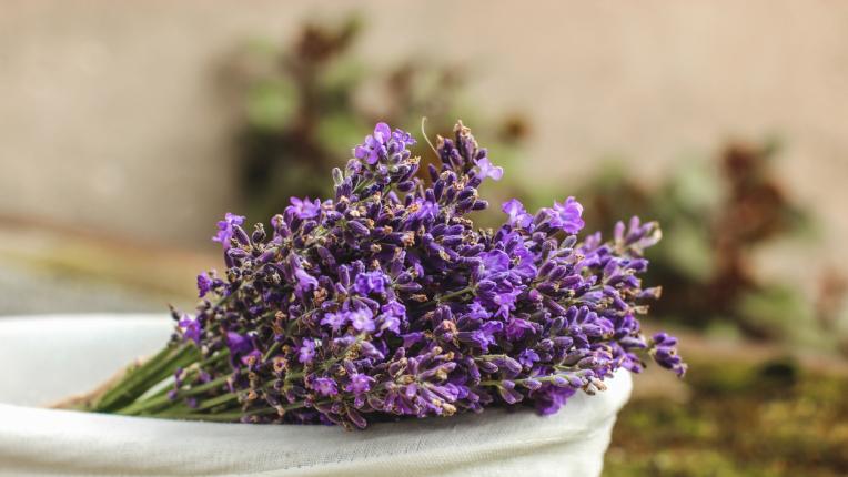 9 билки, които можете да отглеждате на терасата си