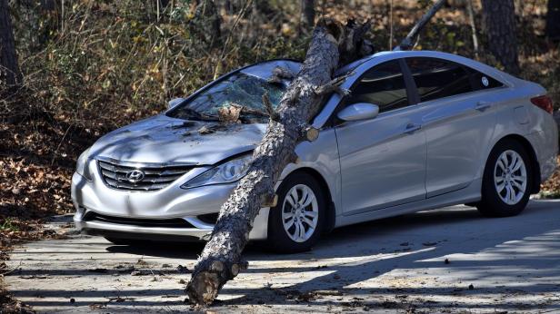 Мъж оцеля по чудо, след като дърво премаза колата му