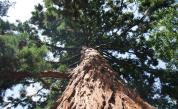 Най-старото дърво у нас е почти на възрастта на България