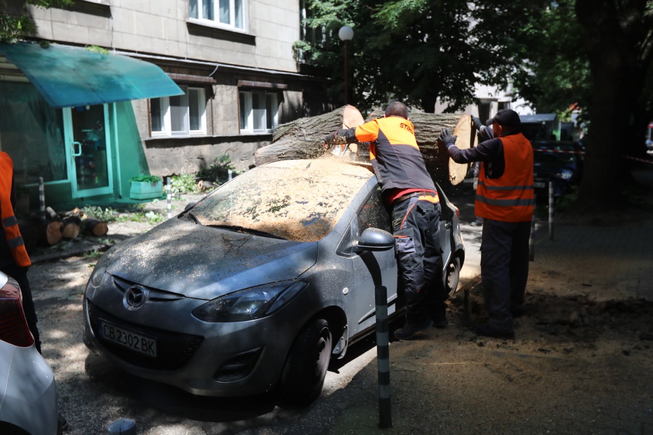 <p>Дърво падна върху автомобил до сградата на Пето РПУ в София. Няма данни за пострадали.</p>