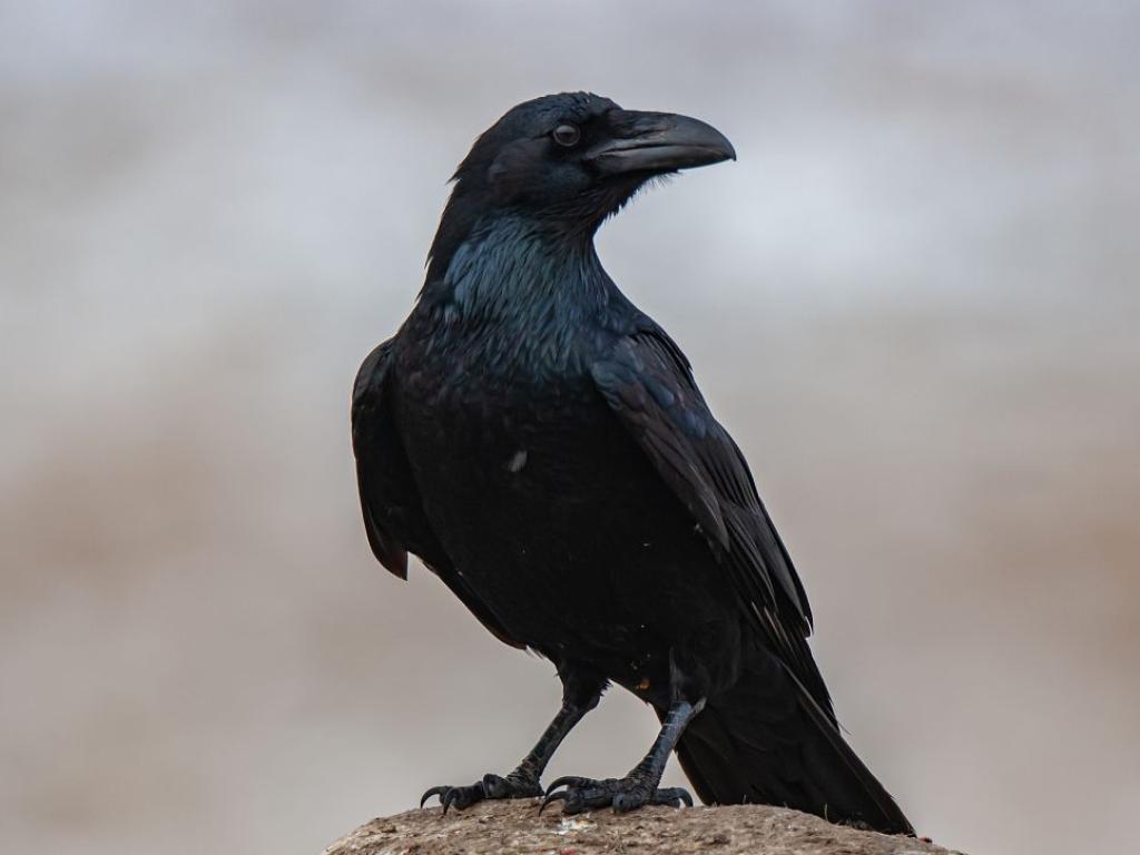 За никого не е тайна че папагалите са способни на