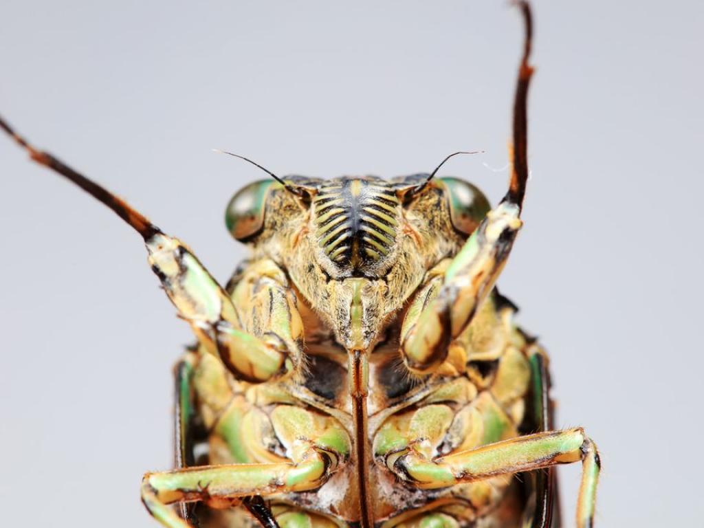 Сред безбройните цикади, появили се в източната част на САЩ