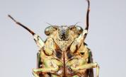 „Една на милион“: Дете откри синеока цикада мутант