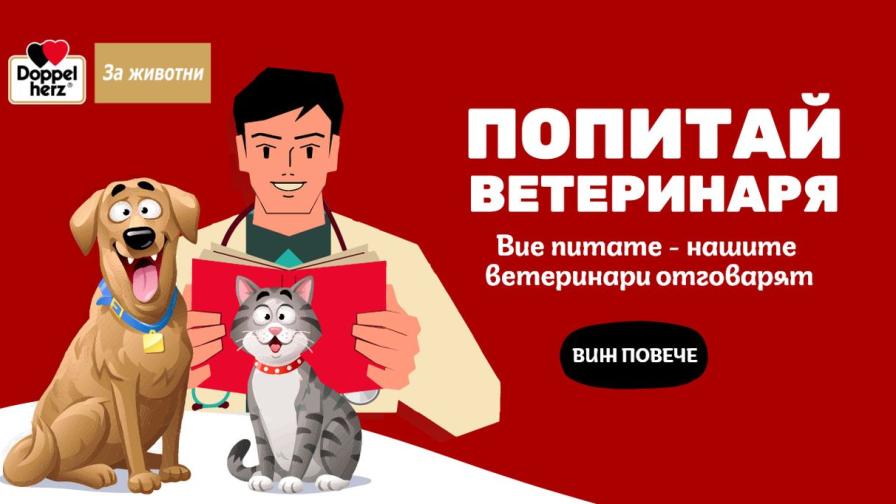 DogsAngCats.bg помага на собствениците на домашни любимци с новата кампания „Попитай ветеринаря“