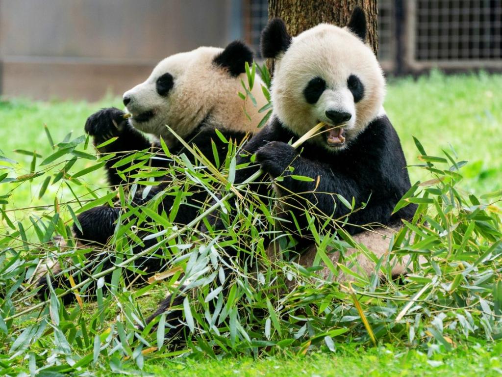 Зоологическата градина в Мадрид посрещна двойка големи панди в новия
