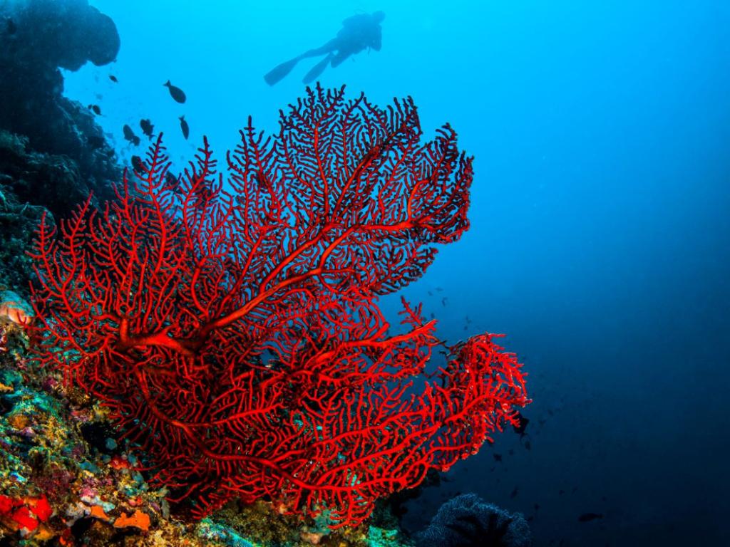 Червен корал е открит за първи път в южната част
