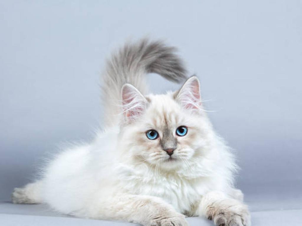 Това е история която датира от хиляди години Първоначално котките са