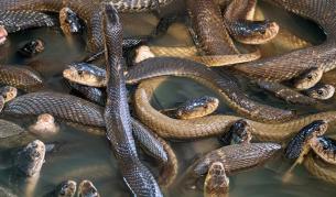 Заловиха мъж със 100 живи змии в панталоните