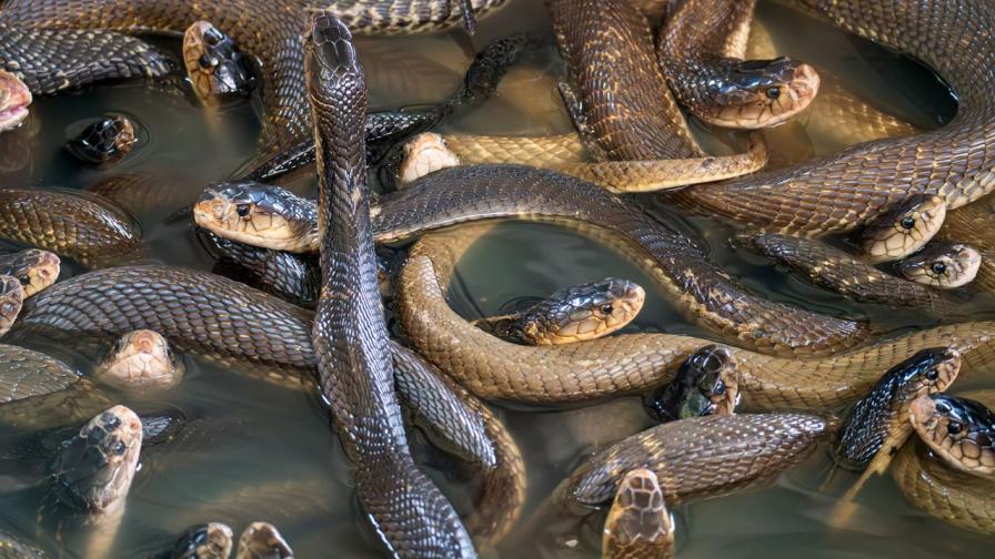 Заловиха мъж със 100 живи змии в панталоните