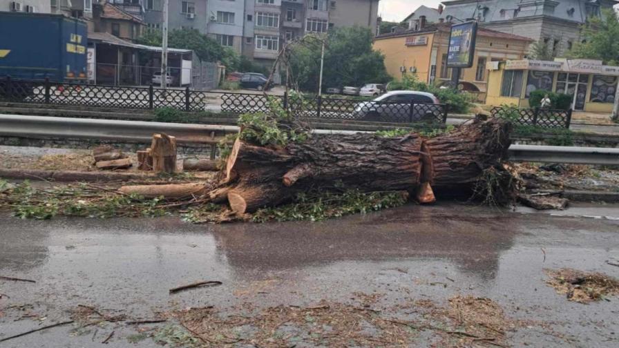 Отнесени коли, изкоренени дървета, села без ток: Буря нанесе големи щети в Северна България