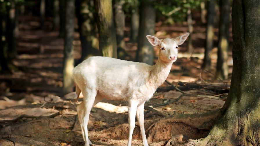Рядко срещан бял елен бе заснет в Родопите (ВИДЕО/СНИМКИ)