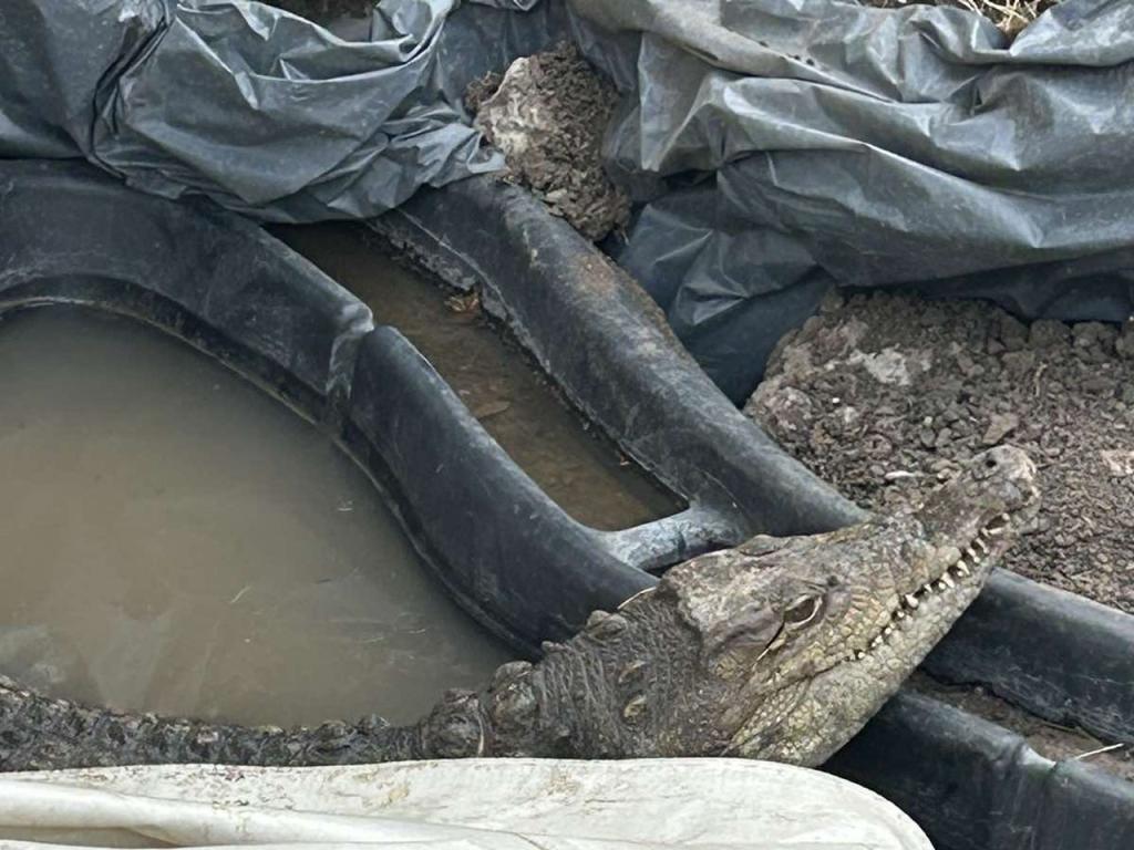 Започна акция по изваждането на крокодила отглеждан в специално изкопана
