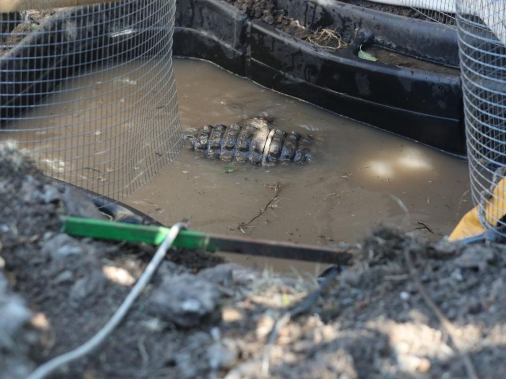 Продължава сагата с крокодила Кроко който във вторник стана известен