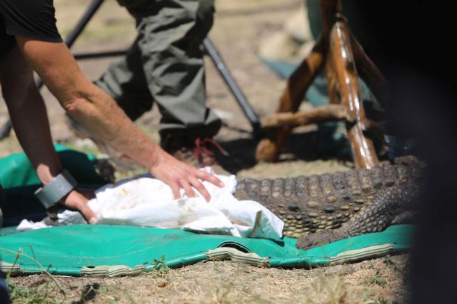  Крокодилът Кроко ще бъде изместен в столичния зоопарк 