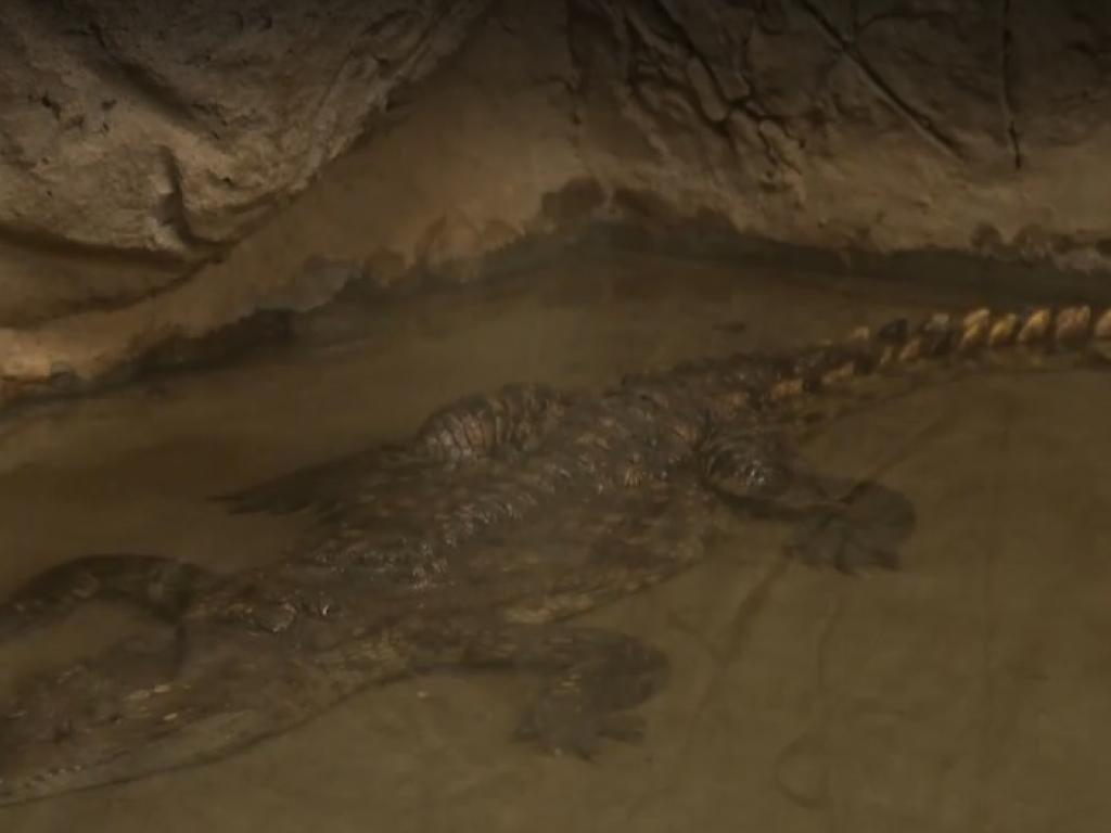 Крокодилът от Ботунец вече свиква с обстановката в столичния зоопарк