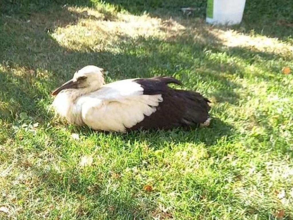 Регионалната инспекция по околната среда и водите РИОСВ – Плевен