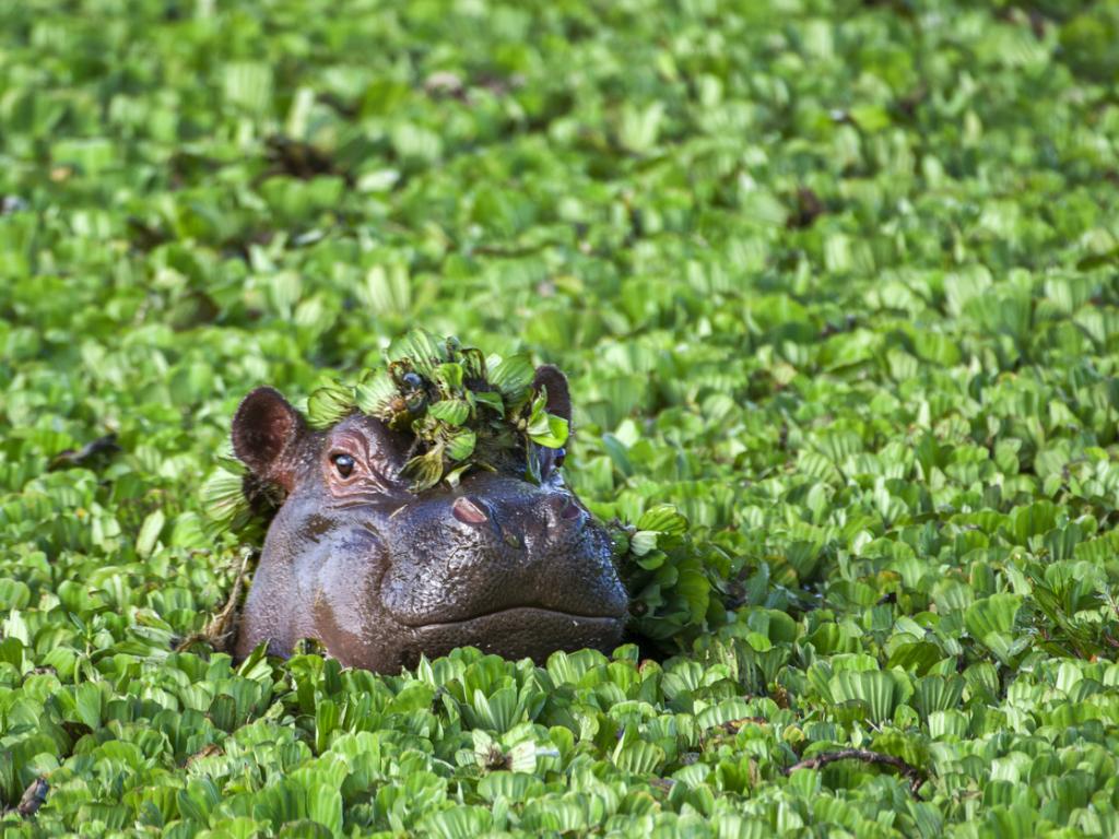Невероятното наследство на Пабло Ескобар легендарния наркобарон от Меделин продължава