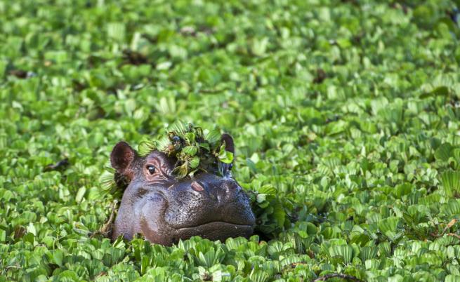 Кастрация или смърт за кокаиновите хипопотами на Пабло Ескобар