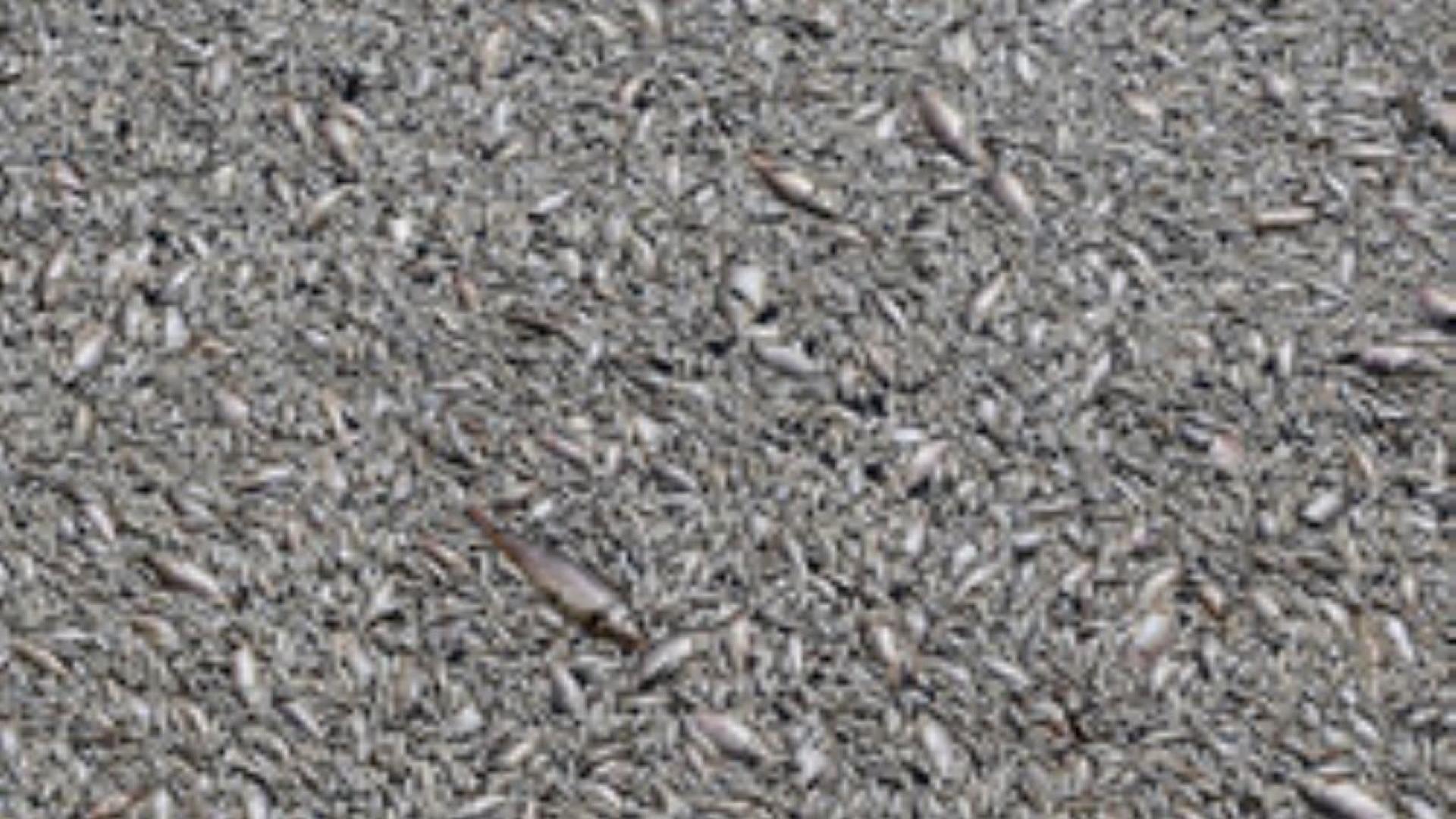 Сигнал за мъртва риба в река Mарица вдигна на крак