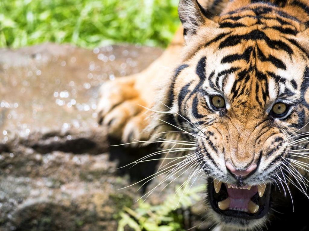 Тигър разкъса дресьора си в популярен увеселителен парк на Голд