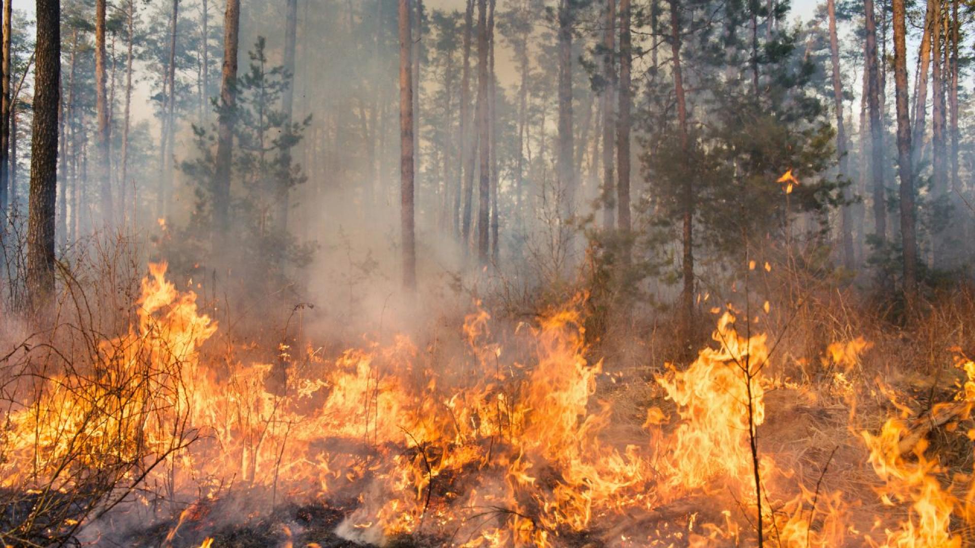 Пожар гори в района между несебърското село Оризаре и язовир