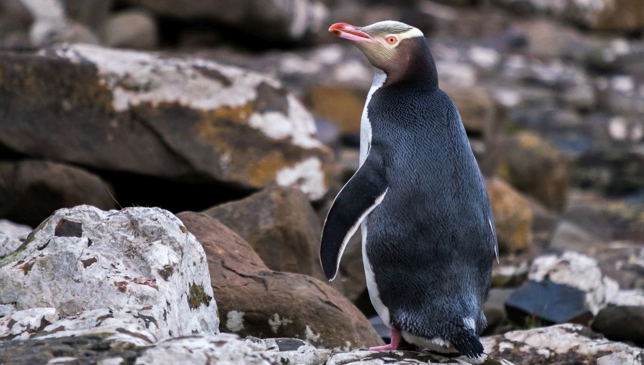 Берлин използва "пингвинът нихилист", за да насърчи европейската солидарност