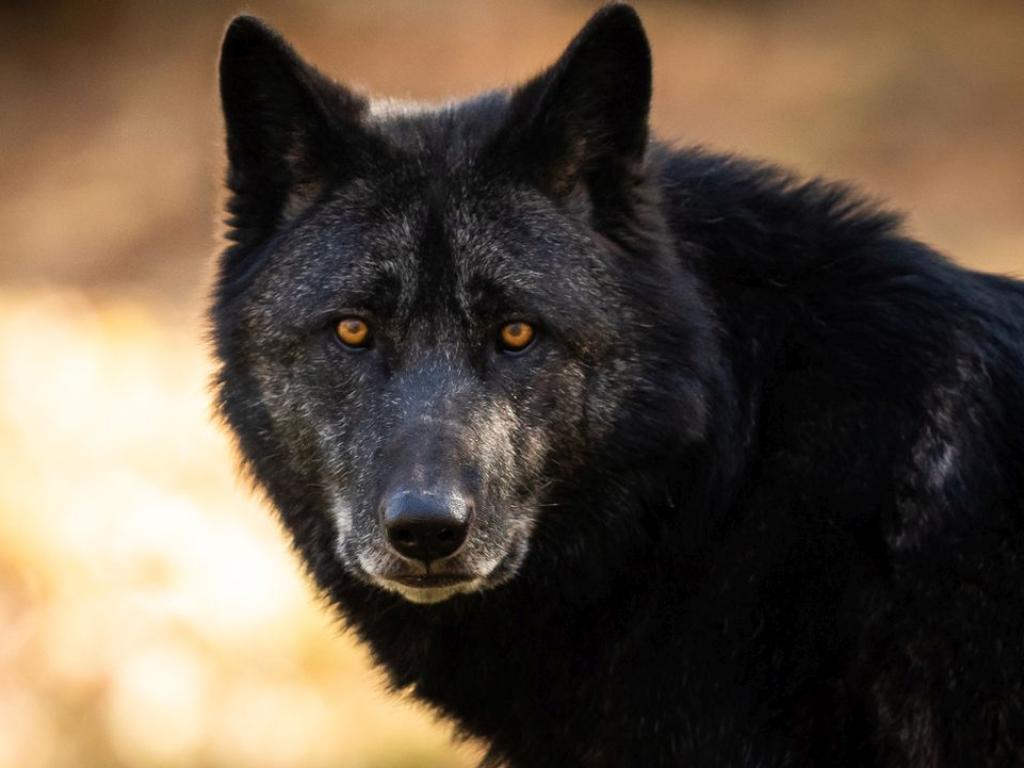 Два изключително редки черни вълка бяха заснети от камера докато