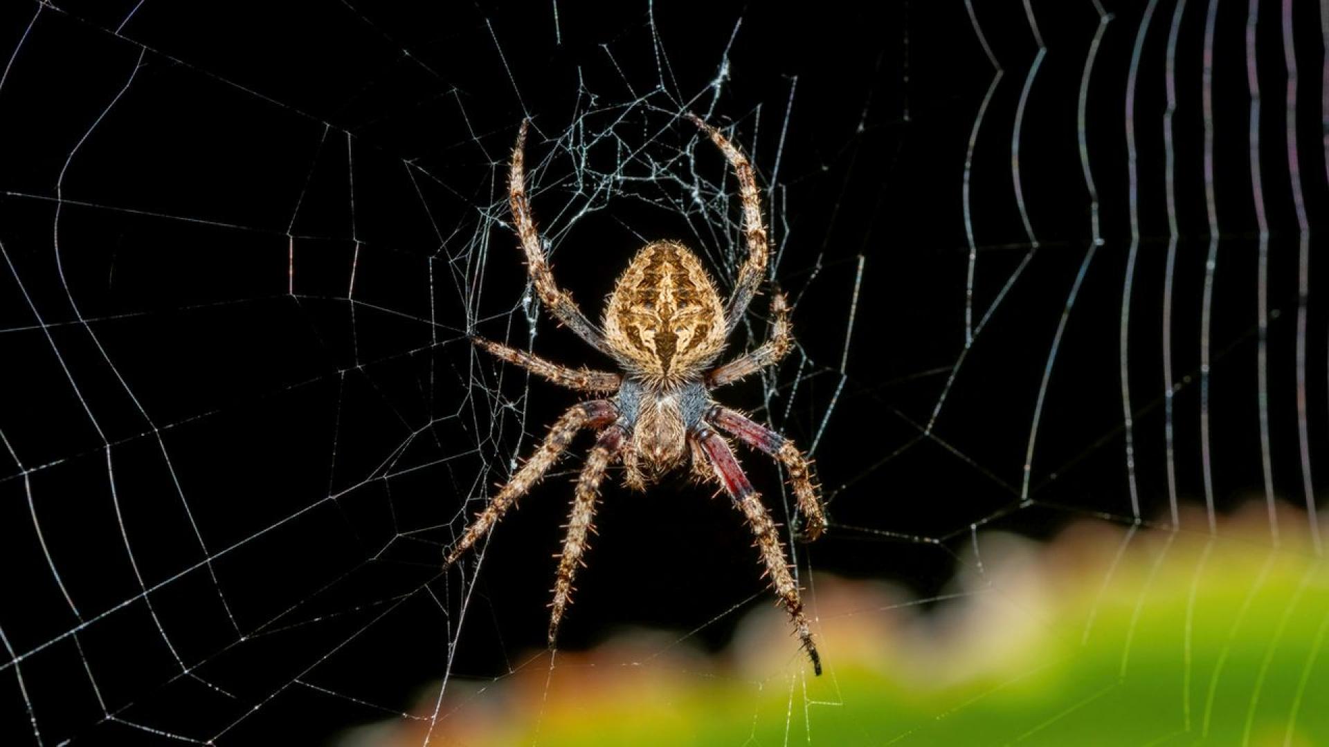 Европейски учени откриха неизвестен досега вид гъби които преобразуват пещерните