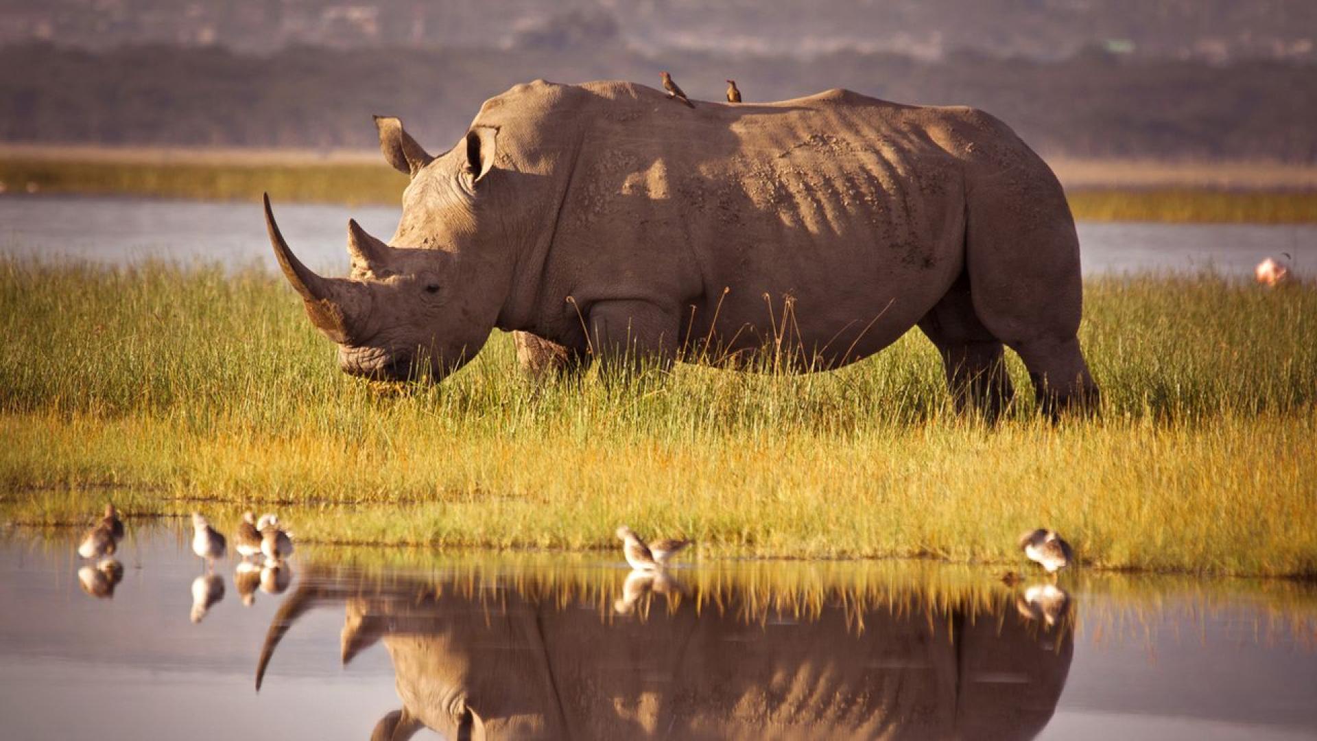 Южноафрикански учени стартираха иновативна кампания в борбата с бракониерството като