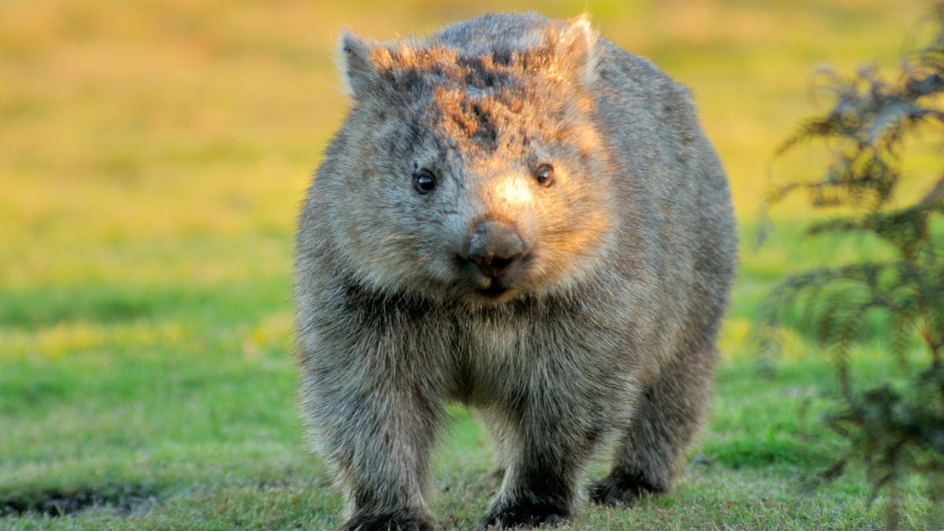 Американска инфлуенсърка която сподели видео в което грабва бебе вомбат