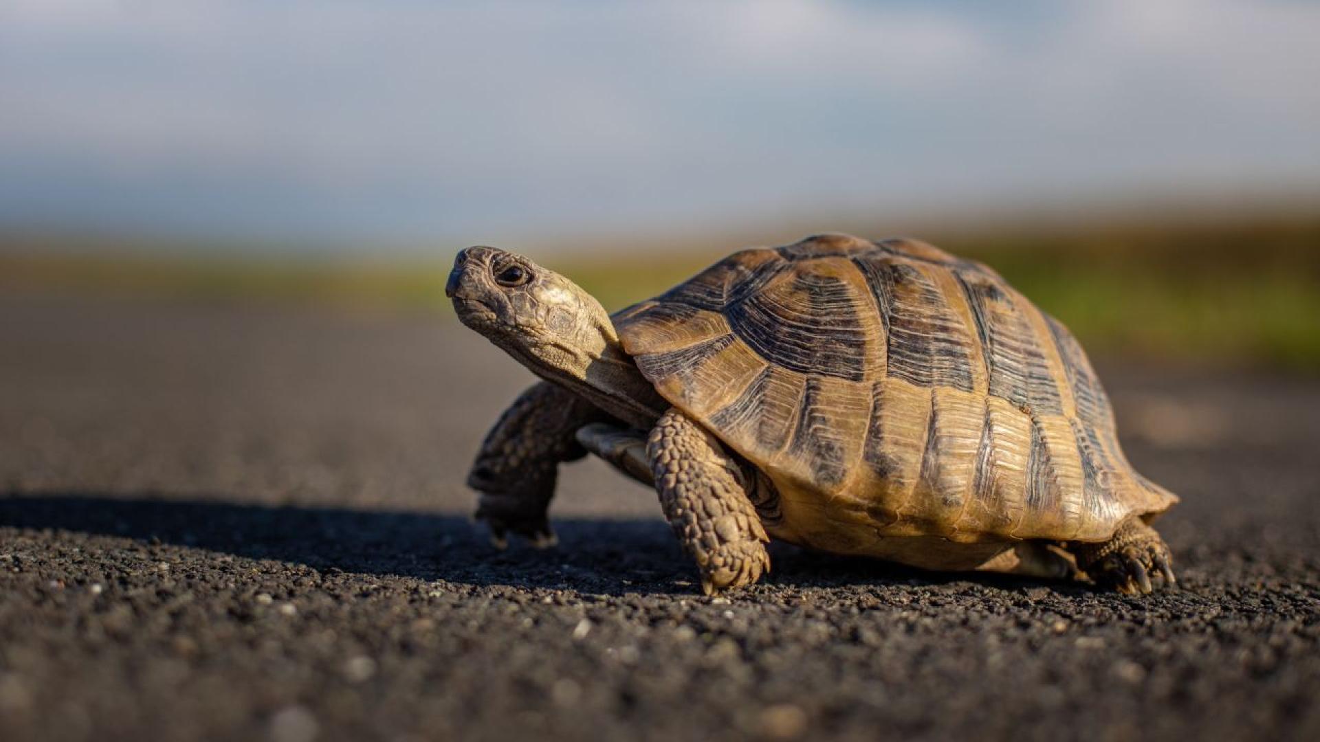 В панталоните на мъж от Пенсилвания който преминавал през проверката