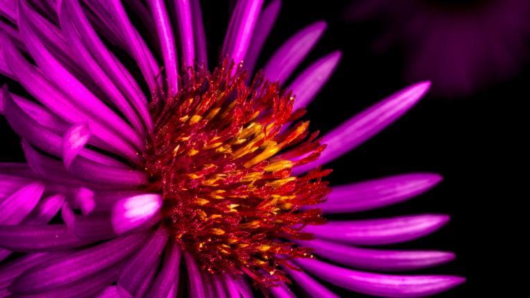  Дневен хороскоп за 23 април, сряда 